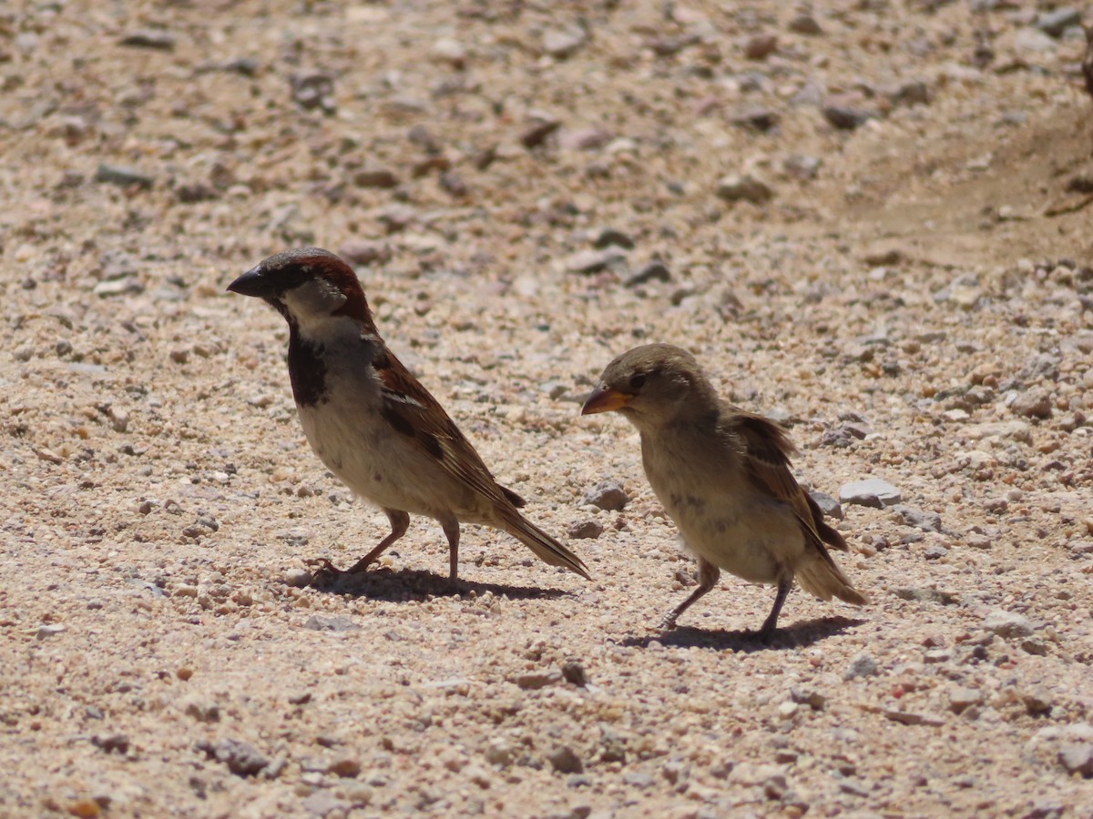 House Sparrow - ML620719850