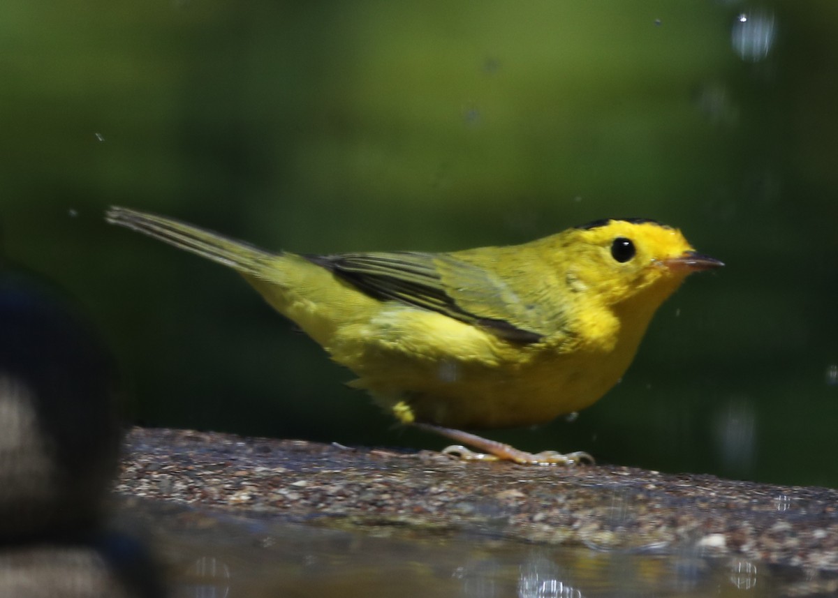 Wilson's Warbler - ML620719852