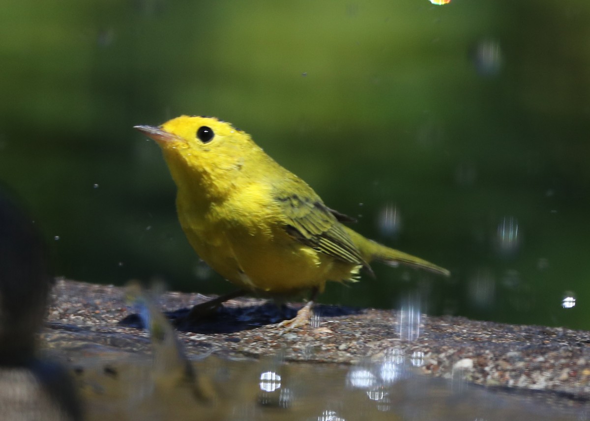 Wilson's Warbler - ML620719853