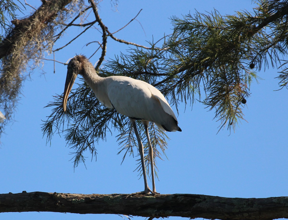 Wood Stork - ML620719854