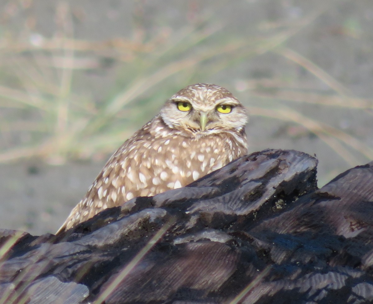 Burrowing Owl - ML620719856