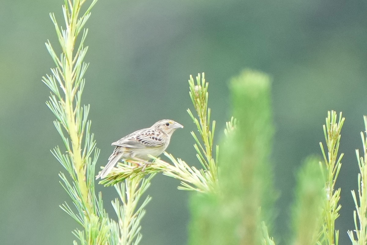 Grasshopper Sparrow - ML620719858