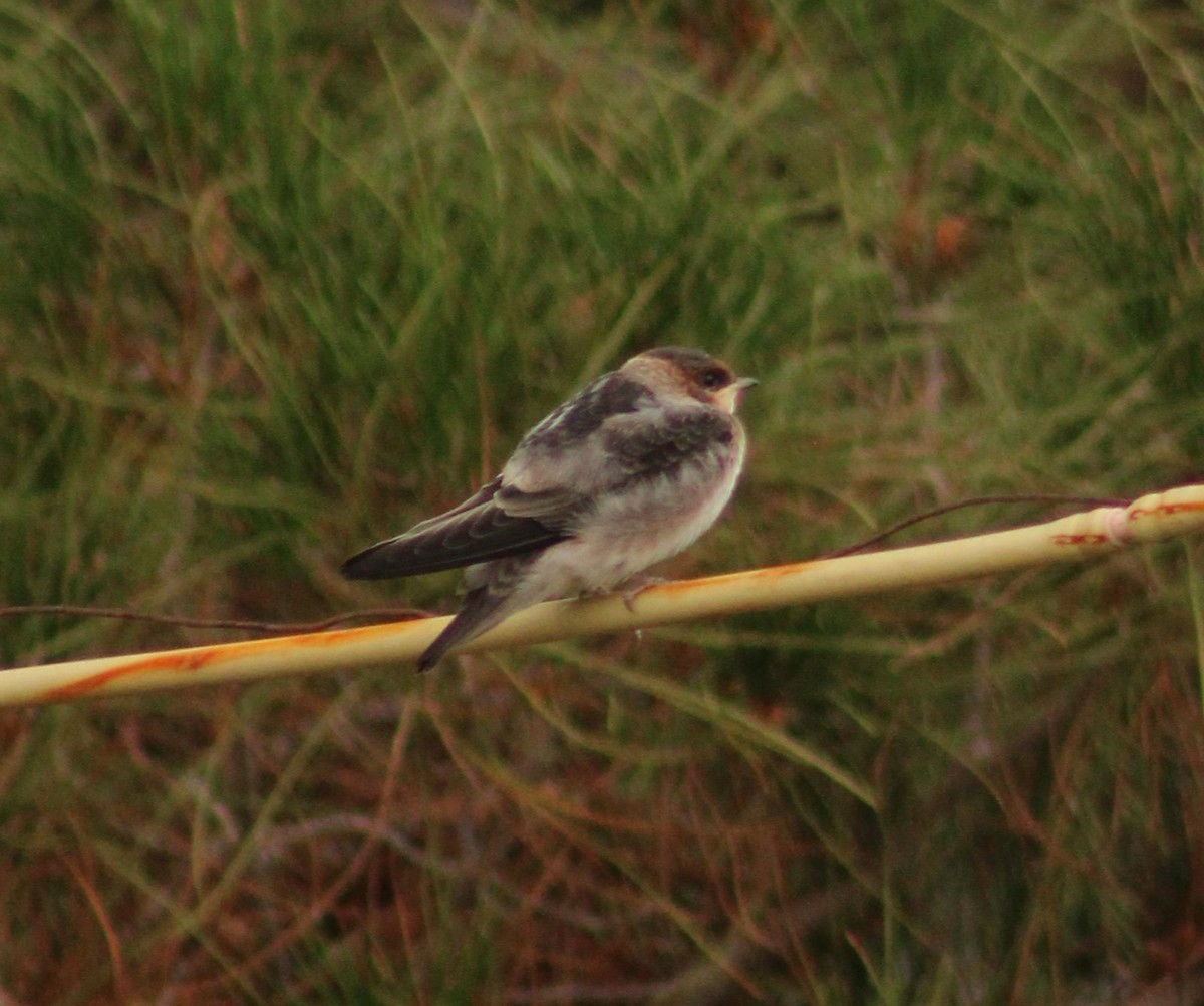 Cave Swallow - ML620719859