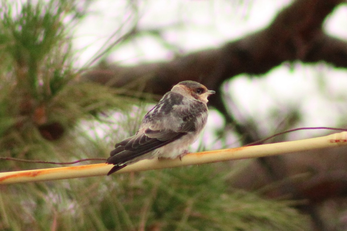 Cave Swallow - ML620719862