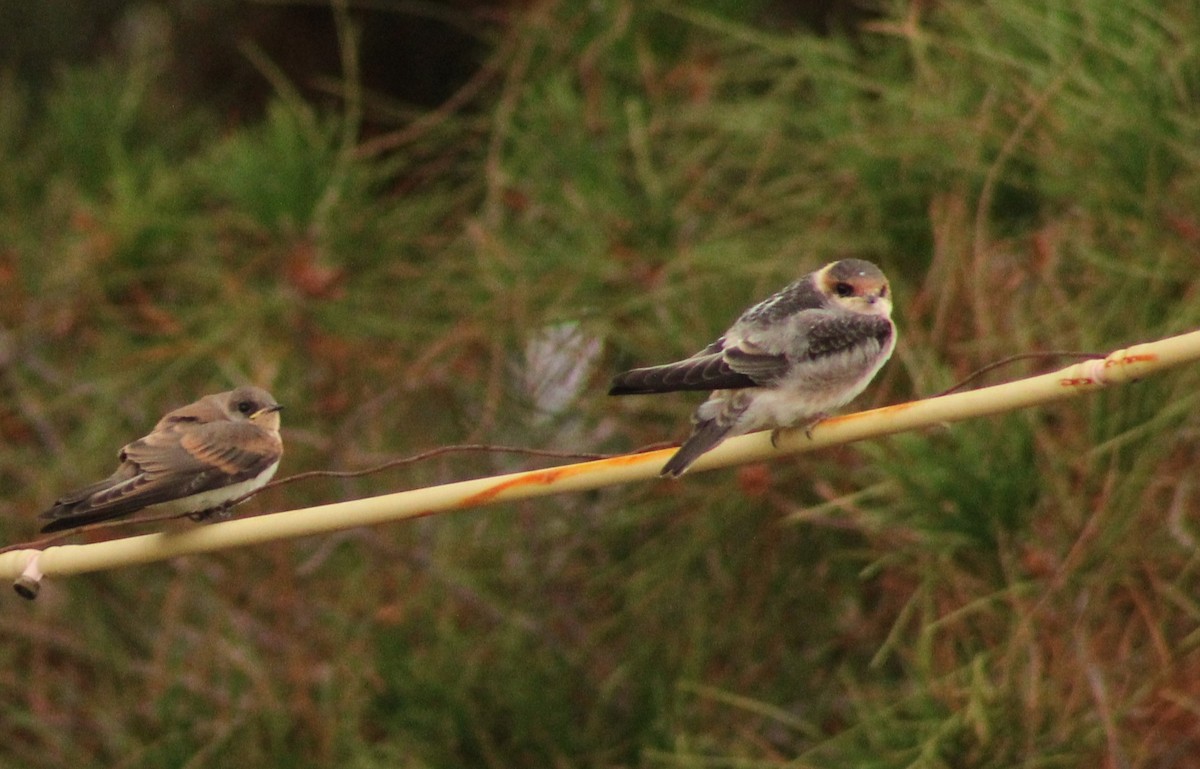 Cave Swallow - ML620719863