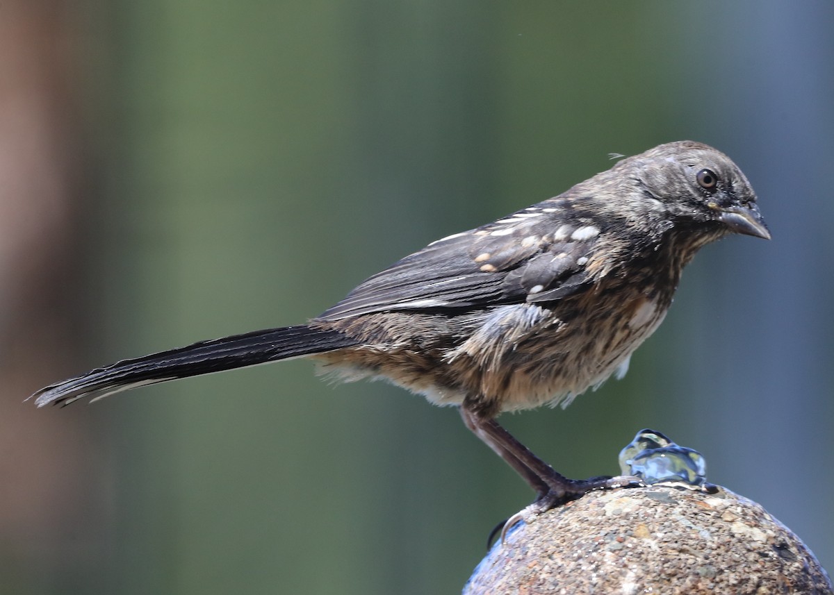 Spotted Towhee - ML620719865