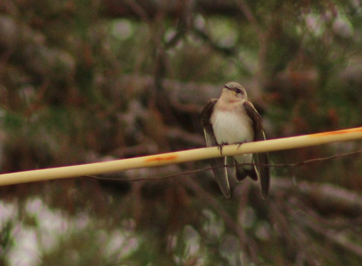 Hirondelle à ailes hérissées - ML620719867