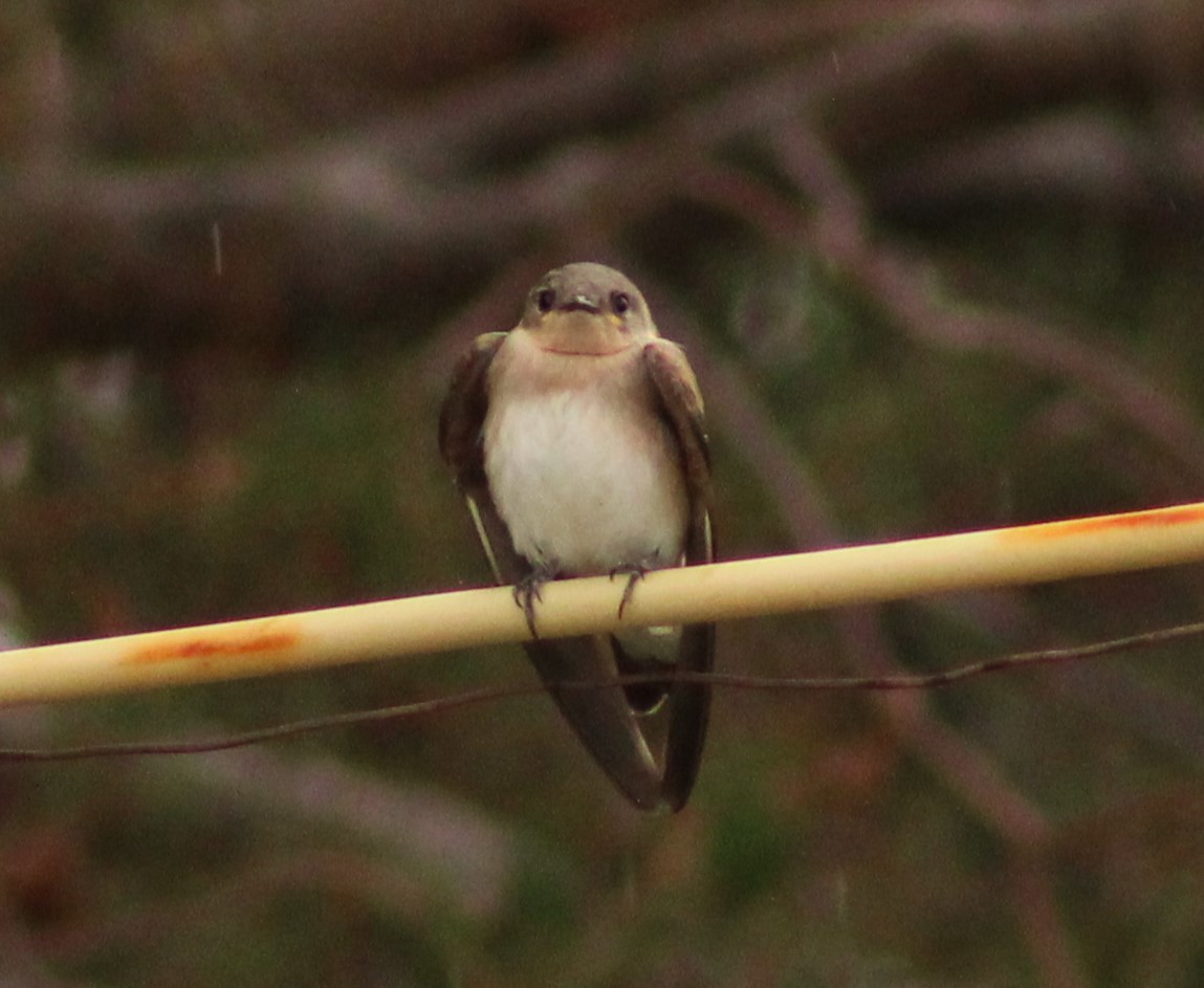 Northern Rough-winged Swallow - ML620719869