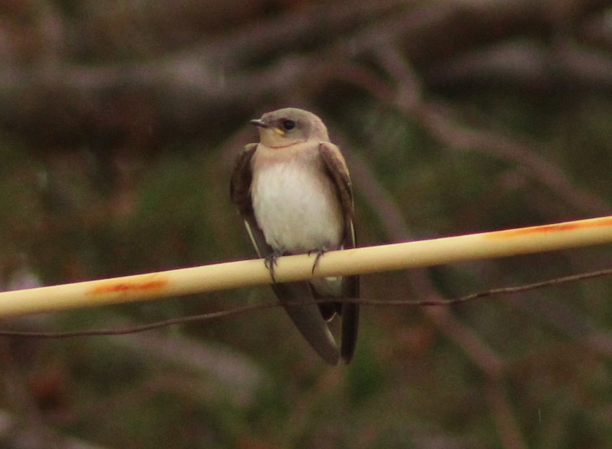 Northern Rough-winged Swallow - ML620719870