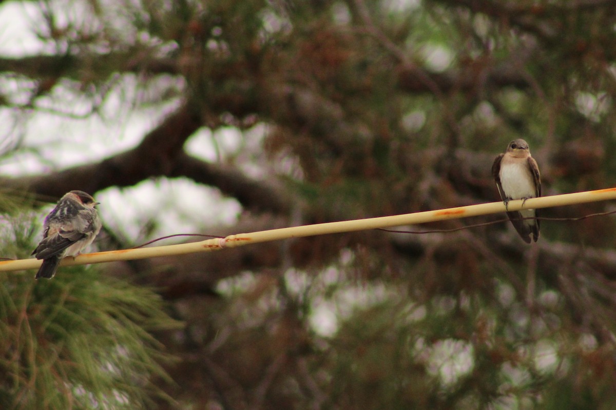 Northern Rough-winged Swallow - ML620719873