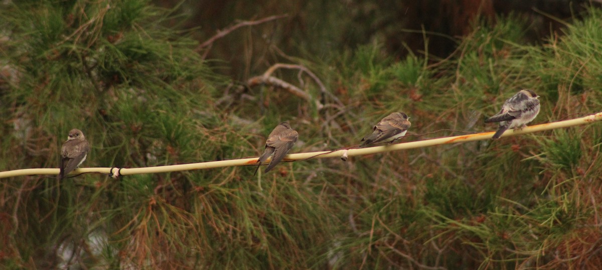 Northern Rough-winged Swallow - ML620719876