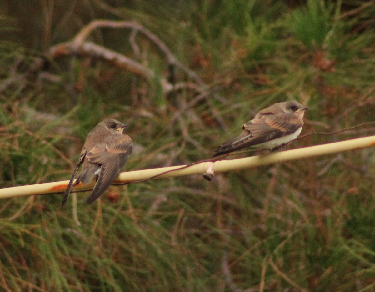 Northern Rough-winged Swallow - ML620719881