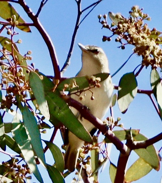 Vireo Ojirrojo - ML620719883