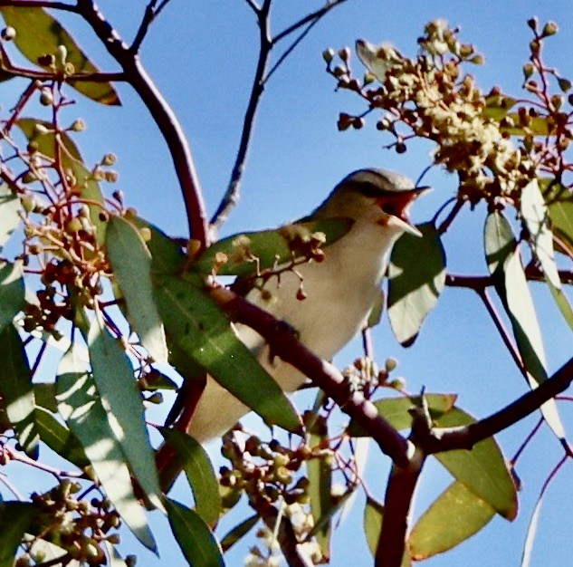 Red-eyed Vireo - ML620719886