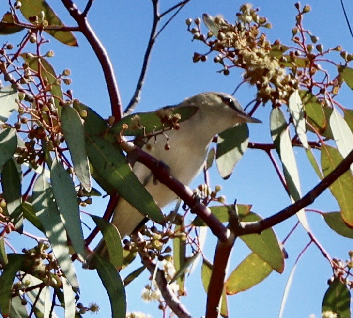 Vireo Ojirrojo - ML620719887