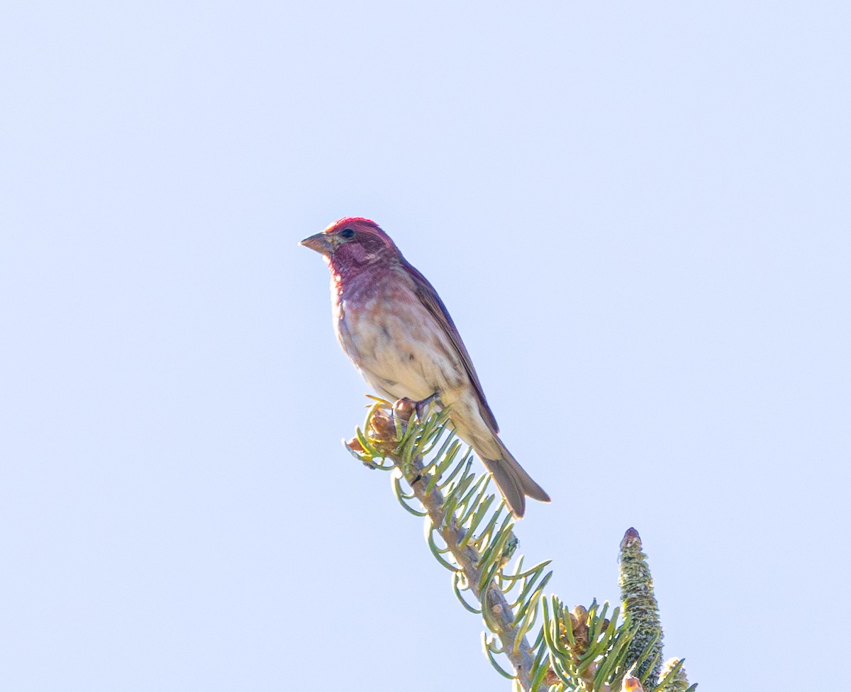 Purple Finch - ML620719890