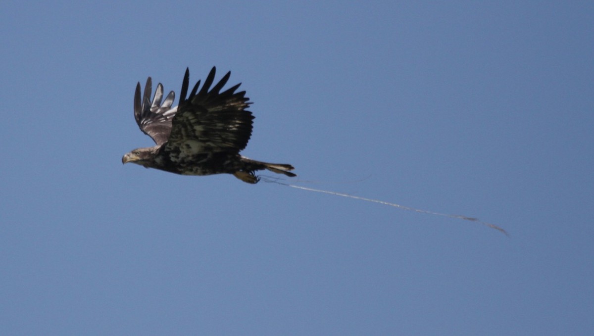 Bald Eagle - ML620719891