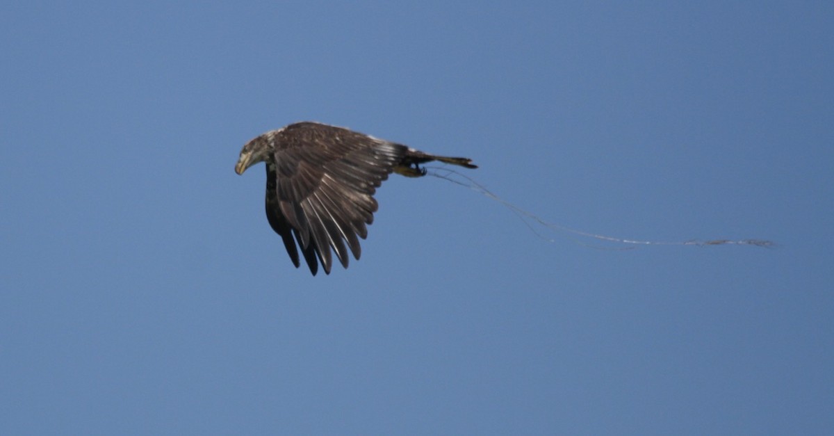 Bald Eagle - ML620719892