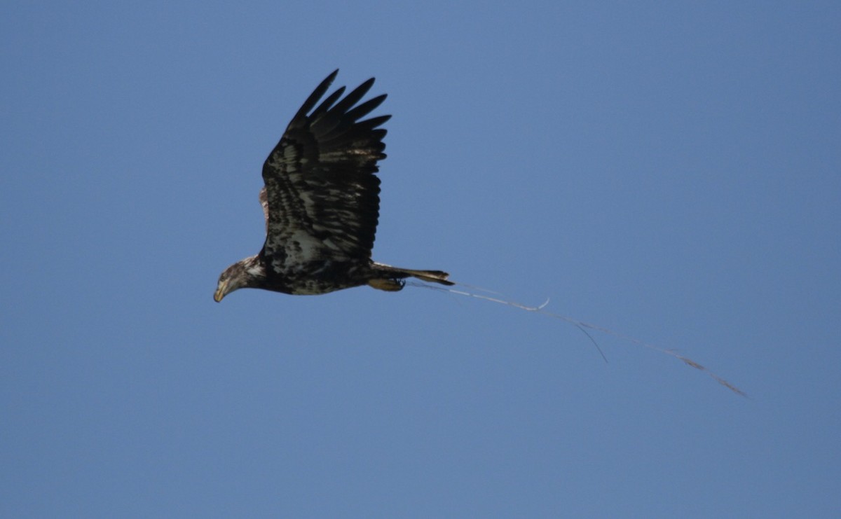 Bald Eagle - Debi Shearwater