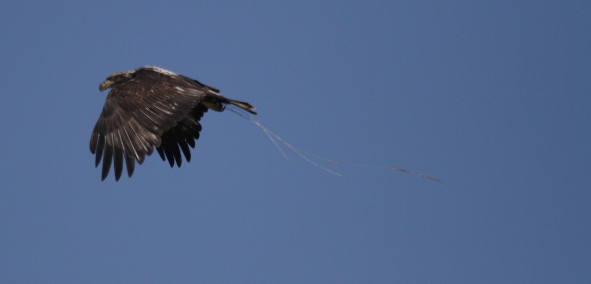 Bald Eagle - ML620719894