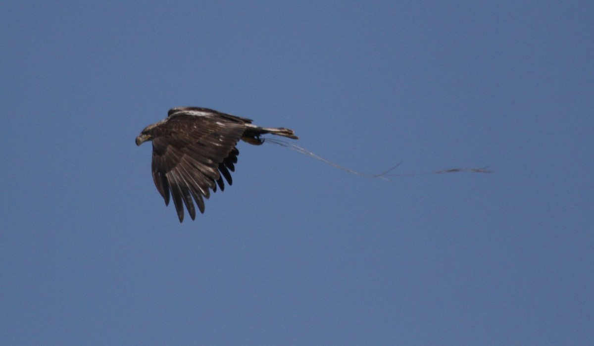 Bald Eagle - ML620719895