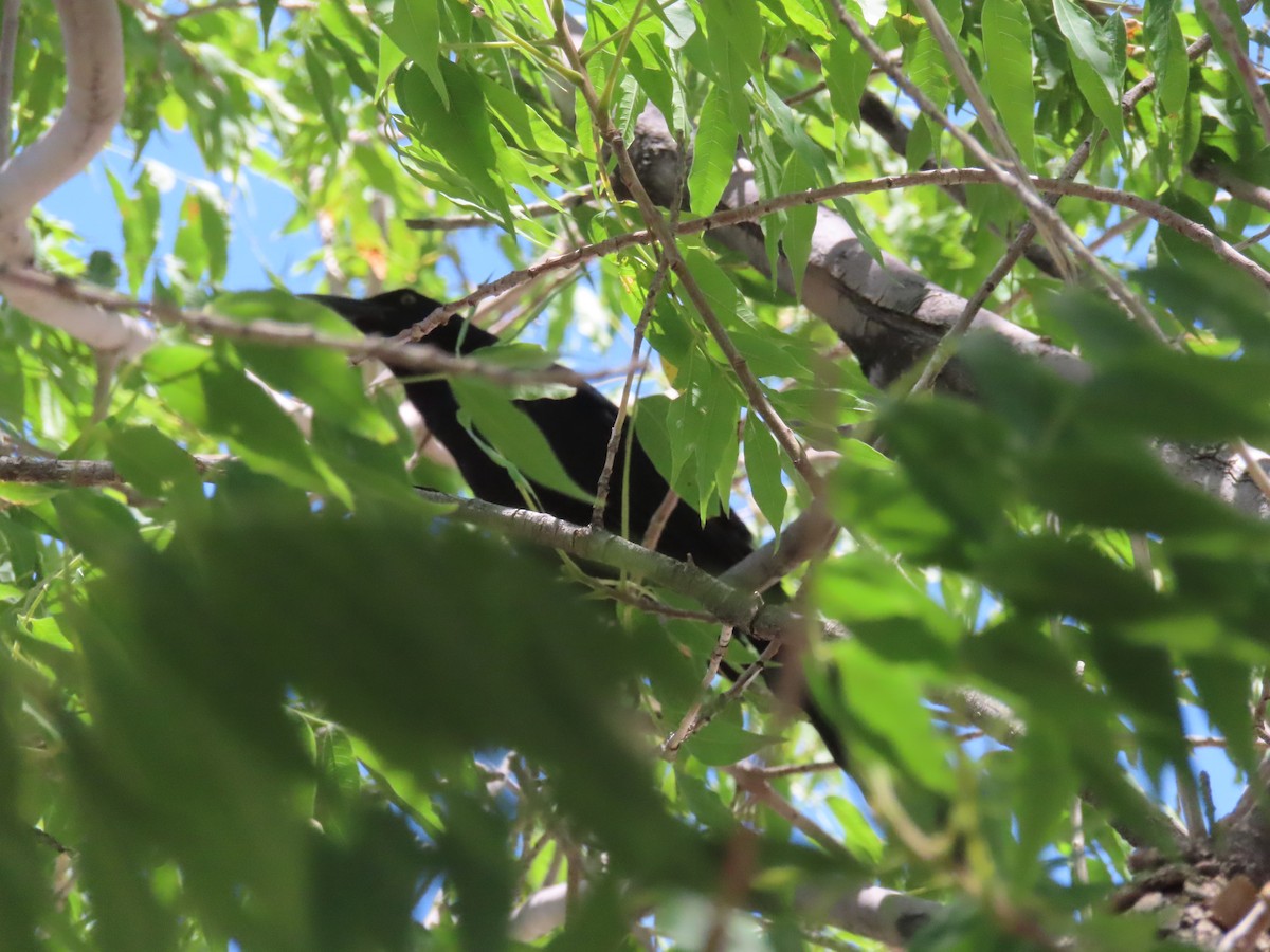 Great-tailed Grackle - ML620719896