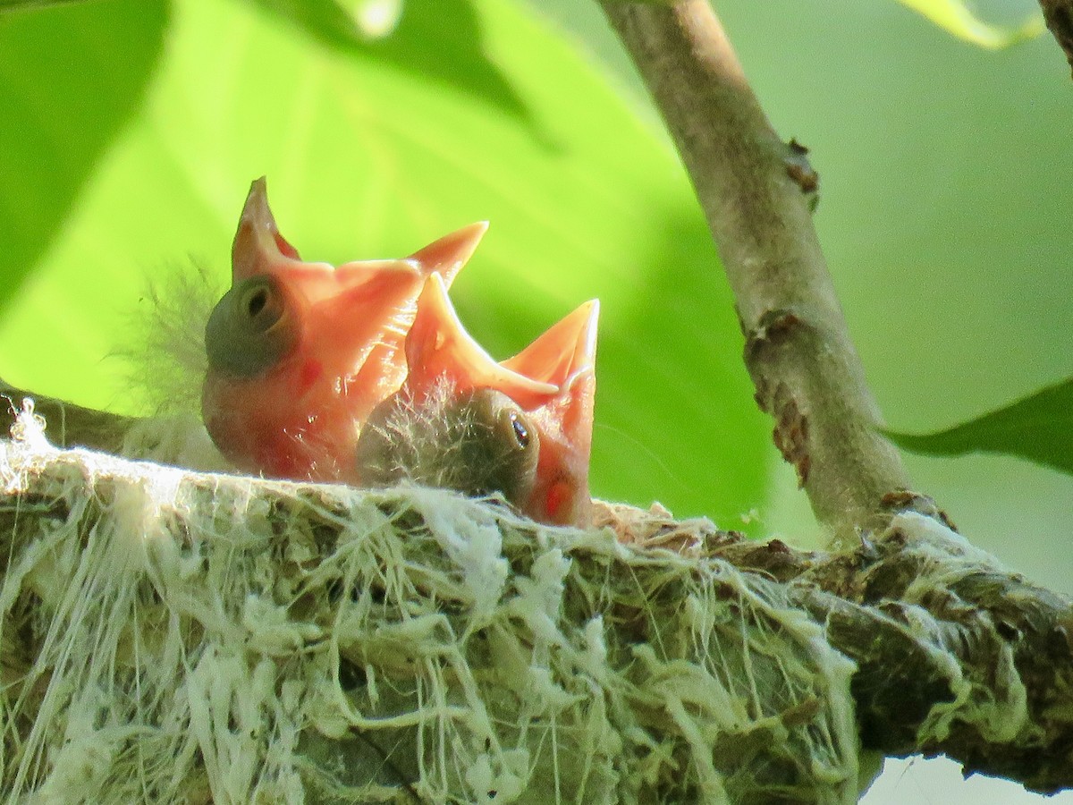 Vireo Ojirrojo - ML620719897