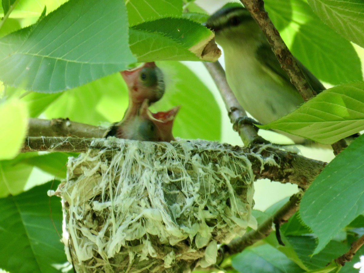 Vireo Ojirrojo - ML620719899