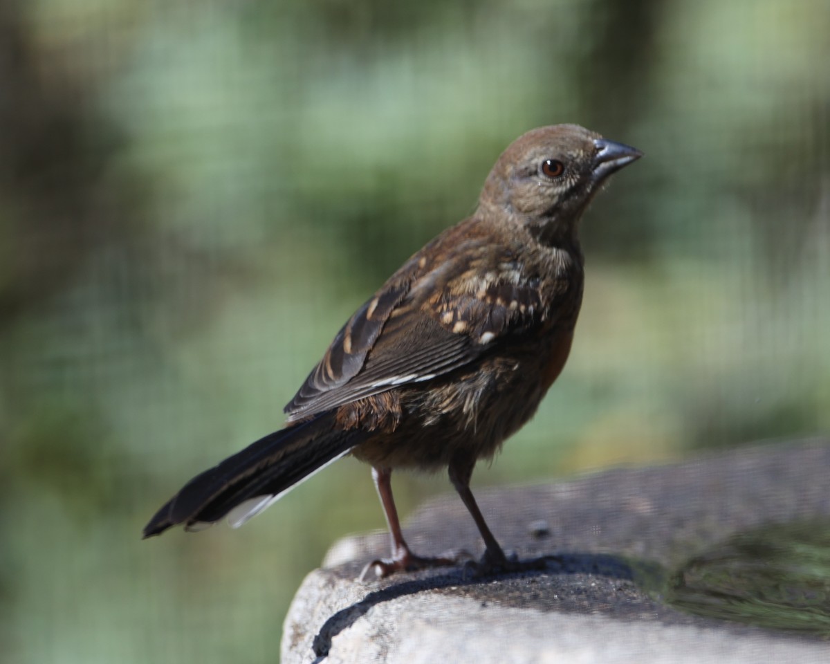 Spotted Towhee - ML620719904