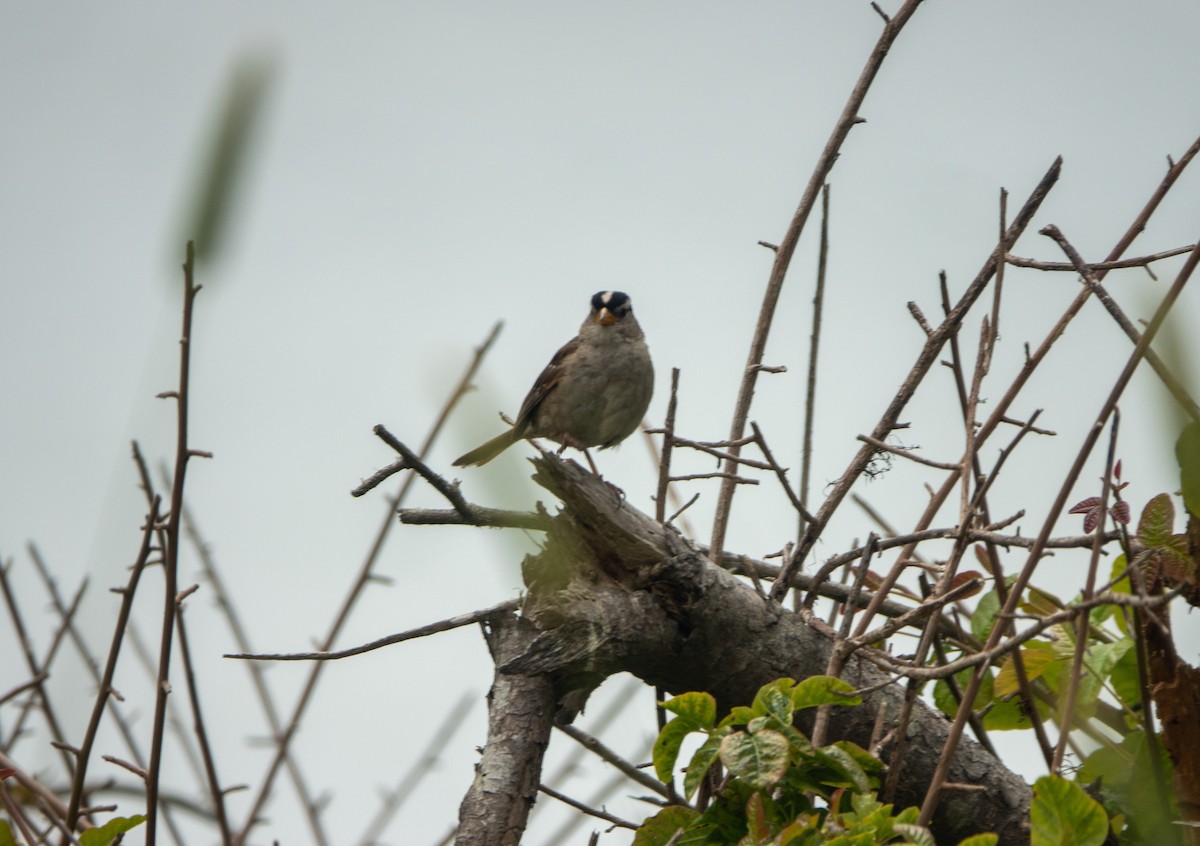 White-crowned Sparrow - ML620719905