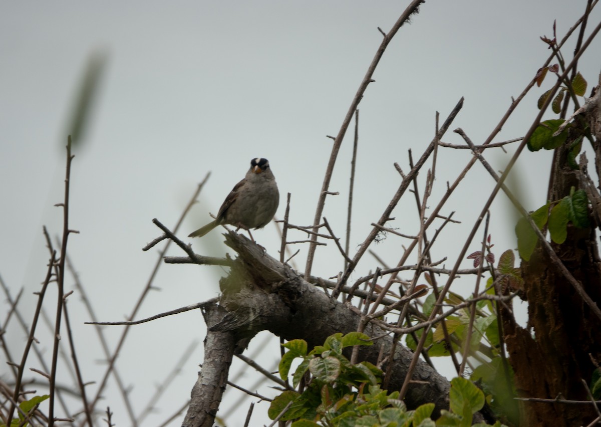 White-crowned Sparrow - ML620719906