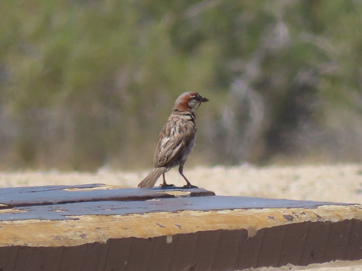 House Sparrow - ML620719907