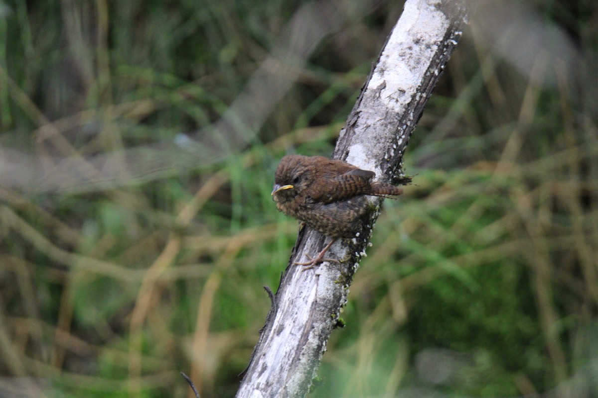 Pacific Wren - ML620719910