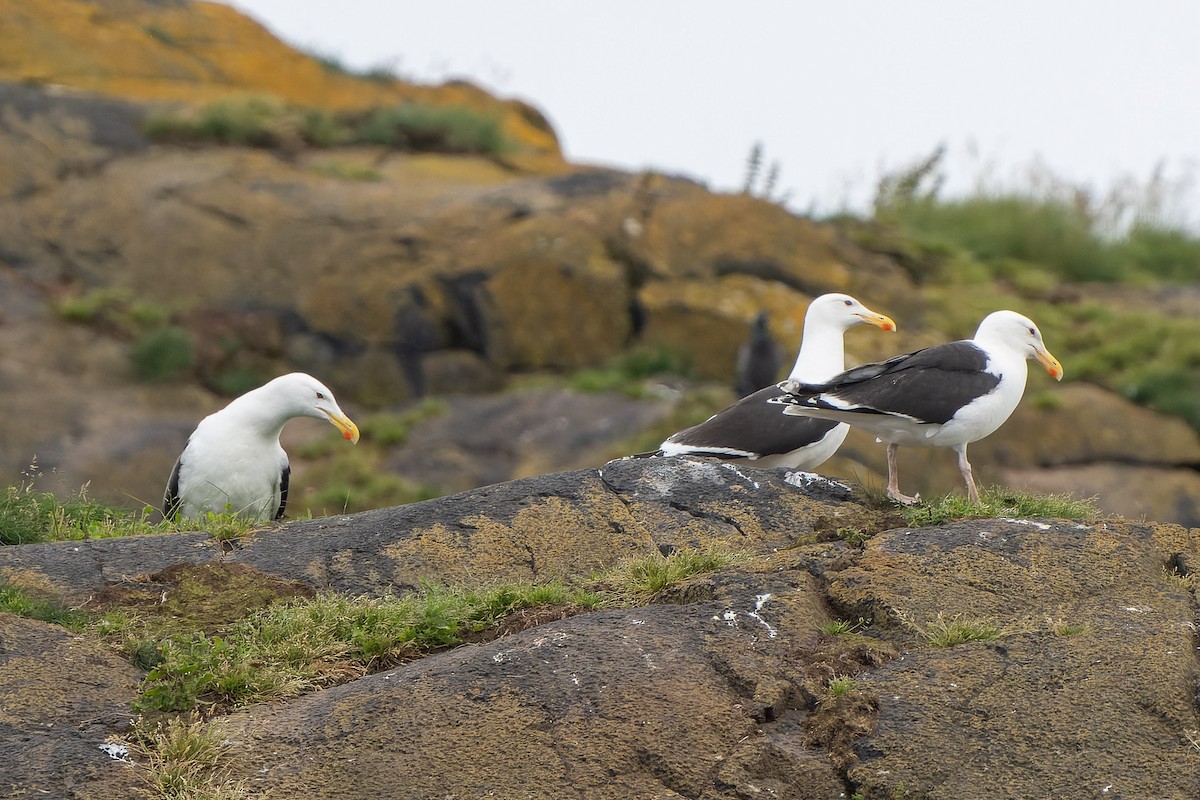 Great Black-backed Gull - ML620719911