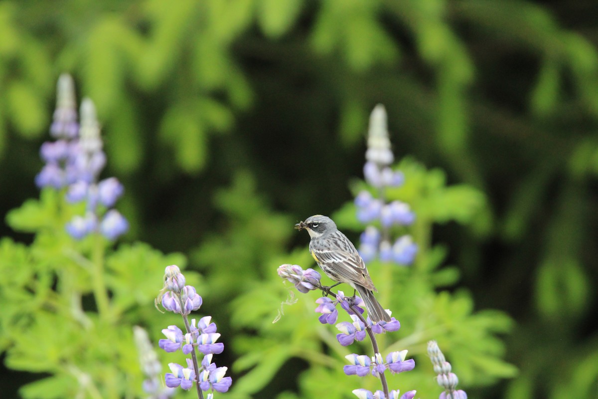 Yellow-rumped Warbler - ML620719912