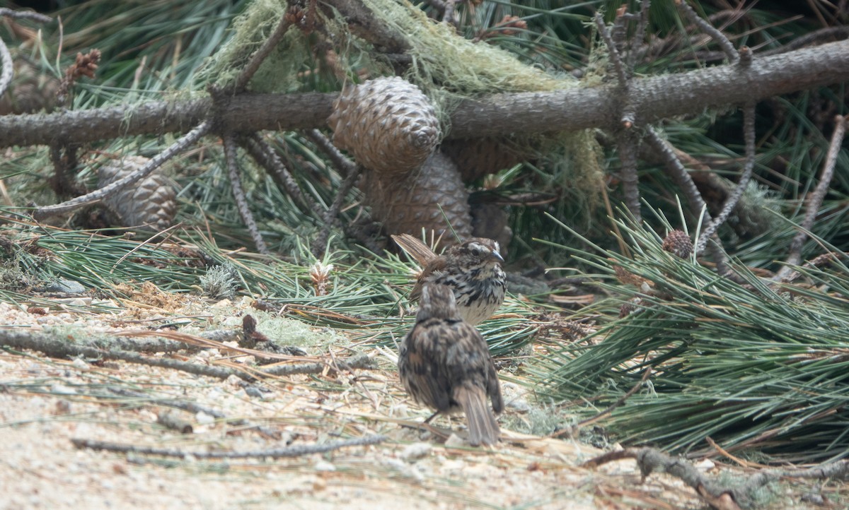 Song Sparrow - ML620719913