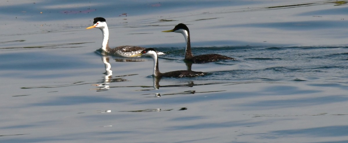 Clark's Grebe - ML620719914