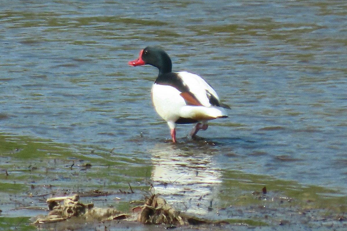 Common Shelduck - ML620719915