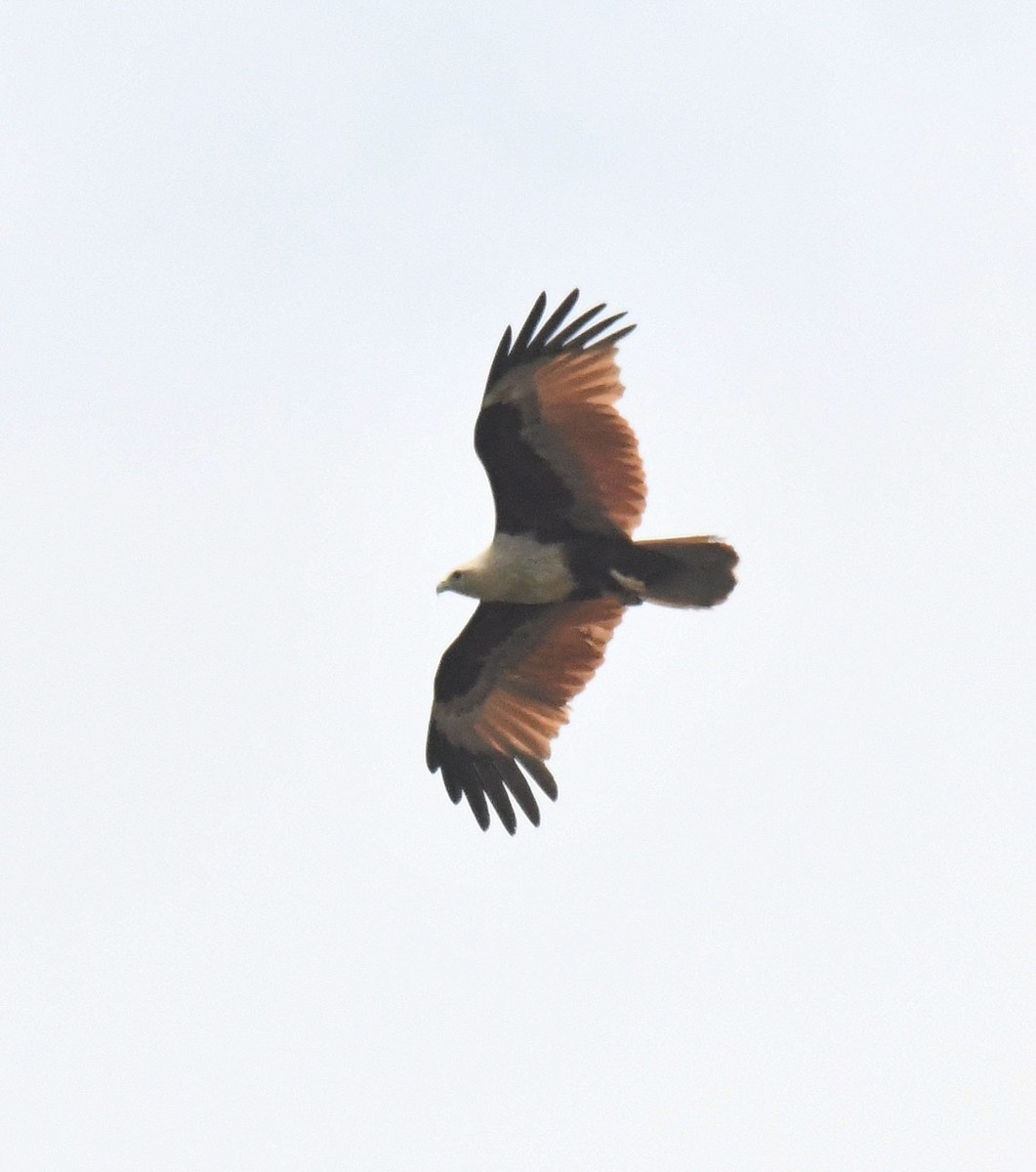 Brahminy Kite - ML620719916