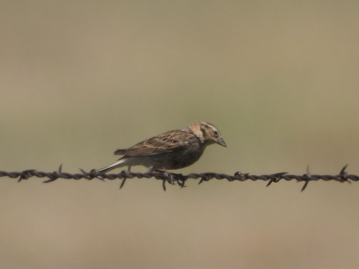 Chestnut-collared Longspur - ML620719918