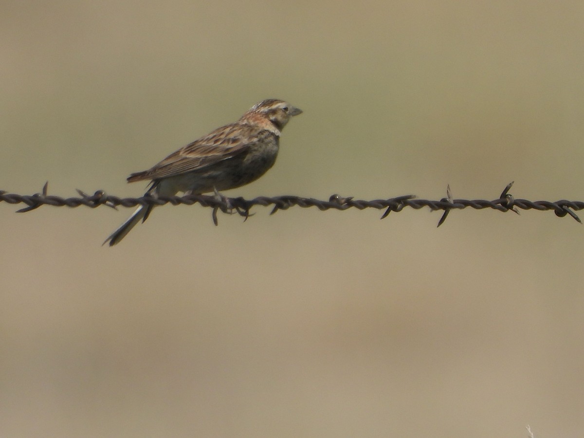 Chestnut-collared Longspur - ML620719919