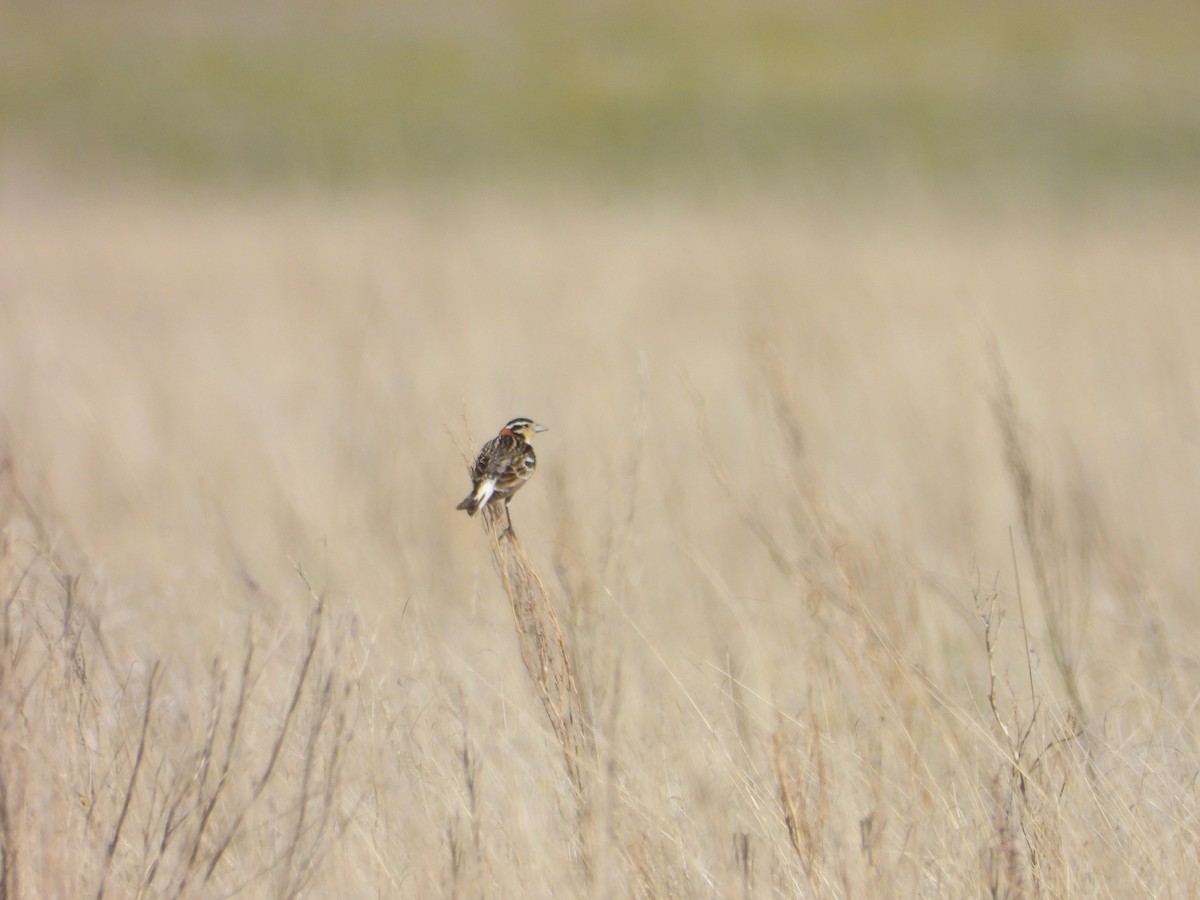 Chestnut-collared Longspur - ML620719920