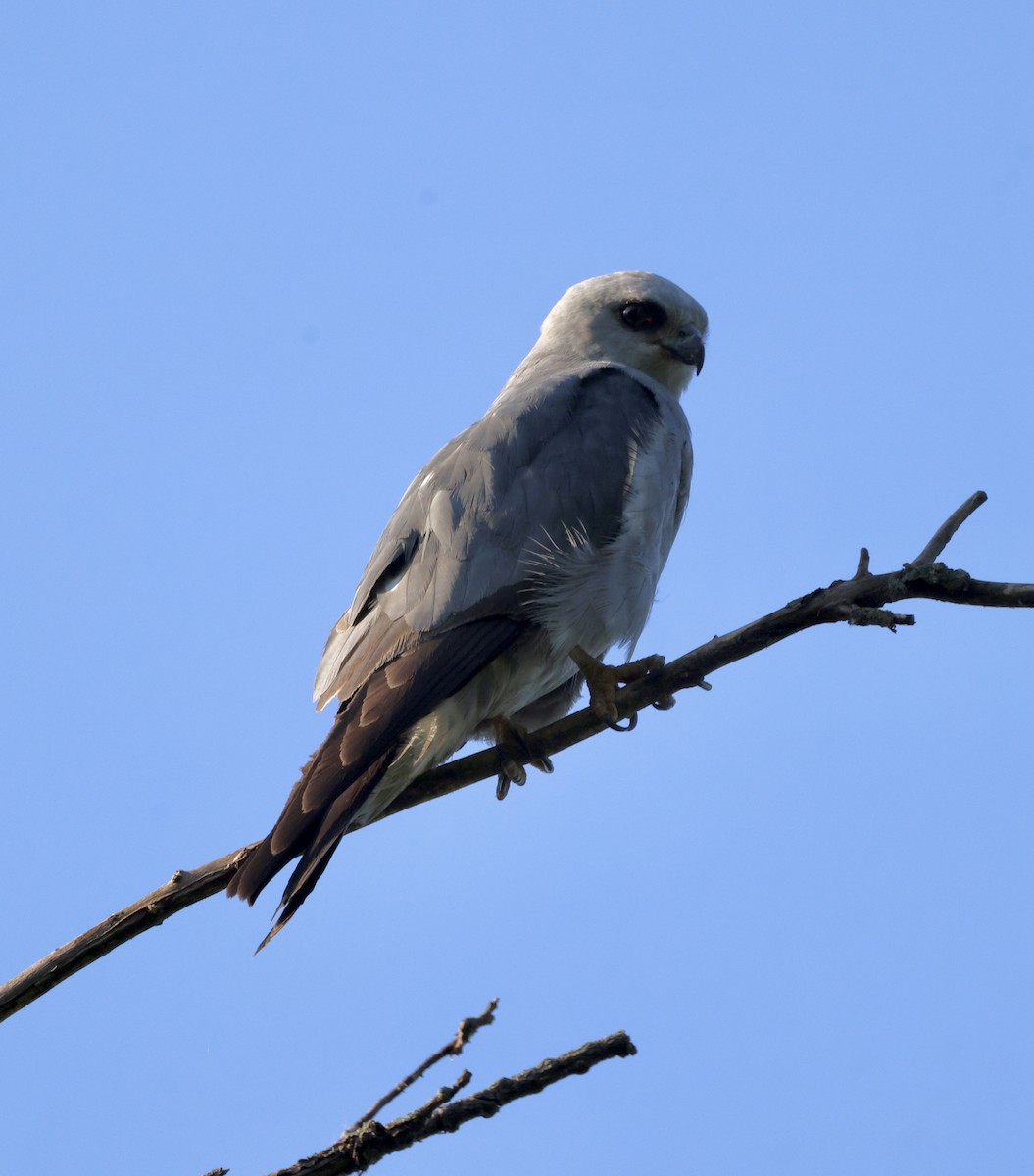 Mississippi Kite - ML620719922