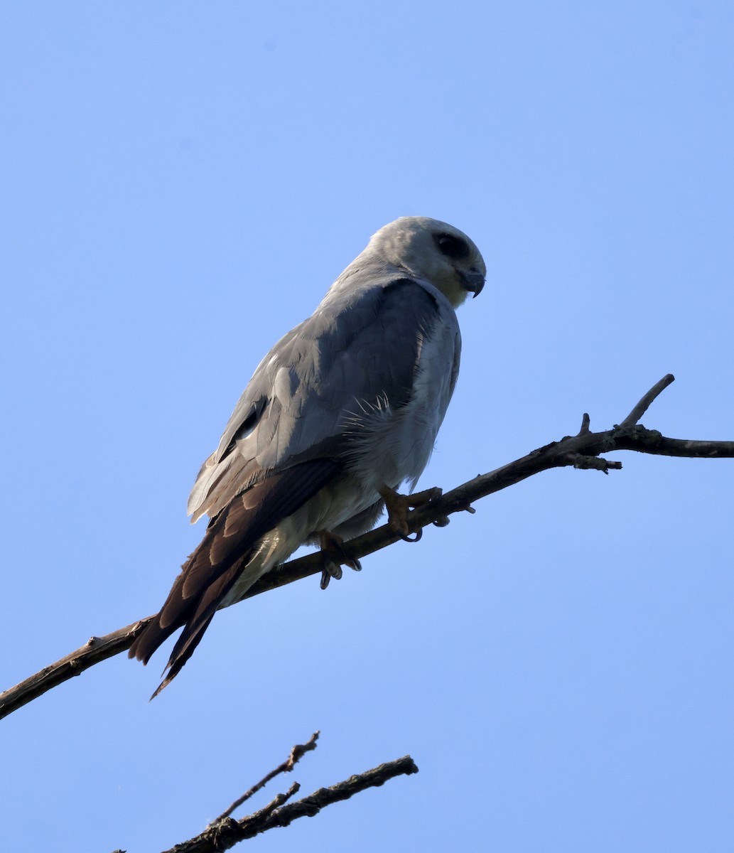 Mississippi Kite - ML620719923