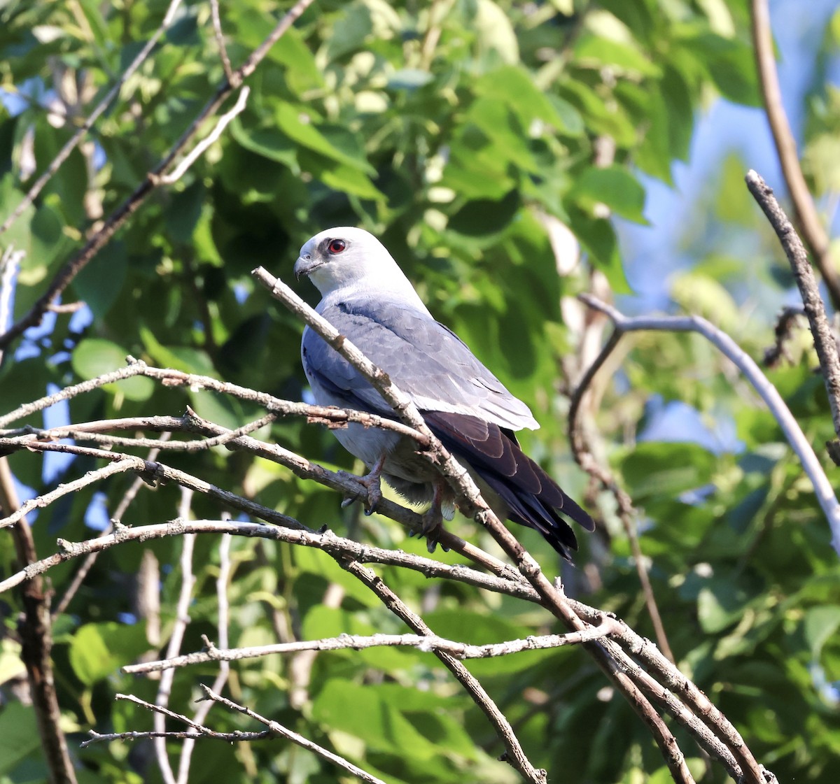 Mississippi Kite - ML620719925