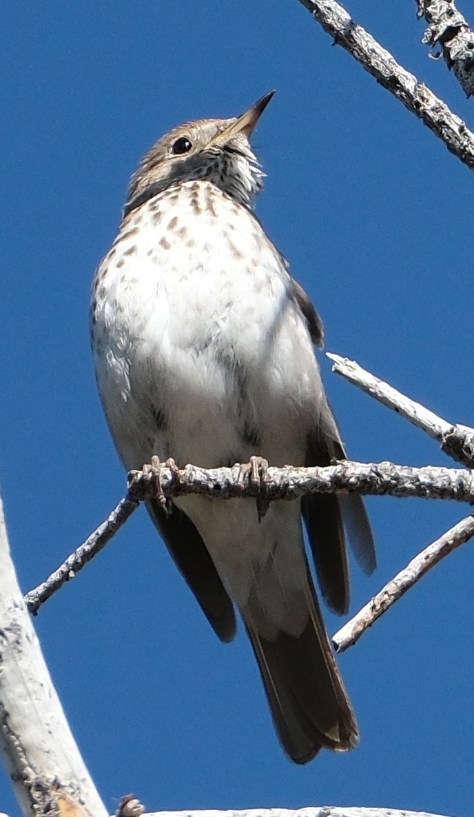 Hermit Thrush - ML620719929