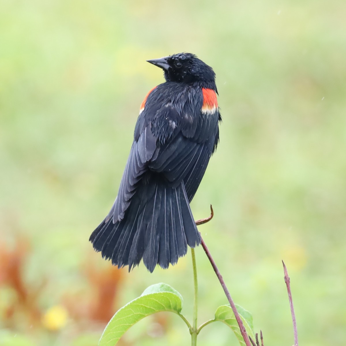 Red-winged Blackbird - ML620719931