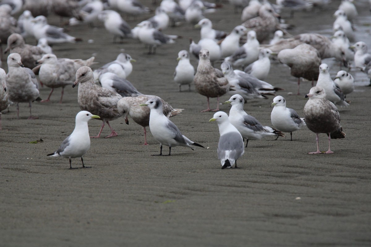 Black-legged Kittiwake - ML620719938