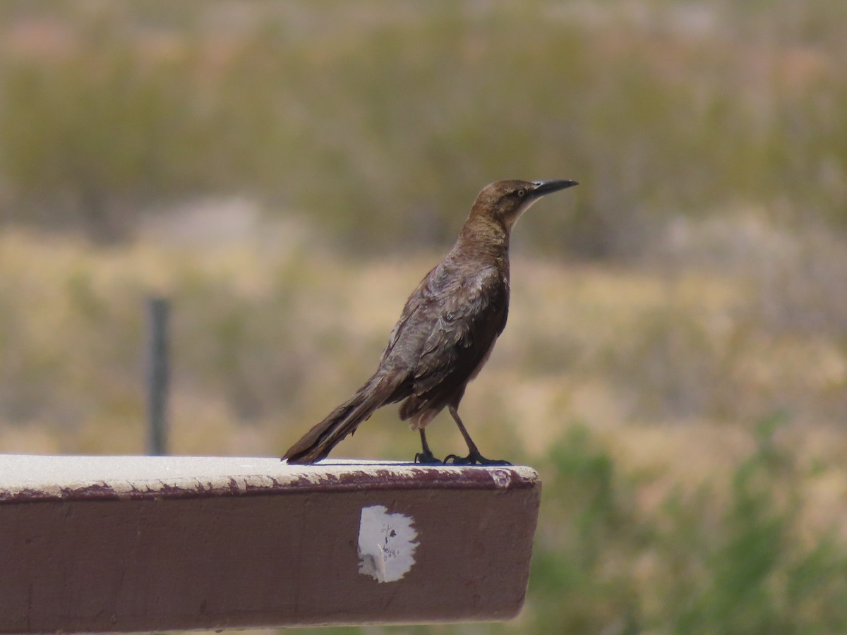 Great-tailed Grackle - ML620719946