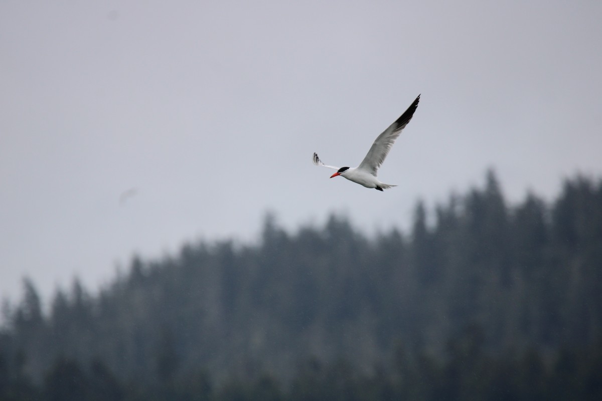 Caspian Tern - ML620719947